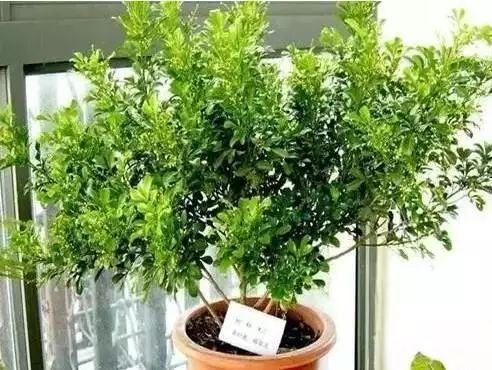 花卉致富种植方案怎么写_花卉带动致富路_花卉种植致富方案