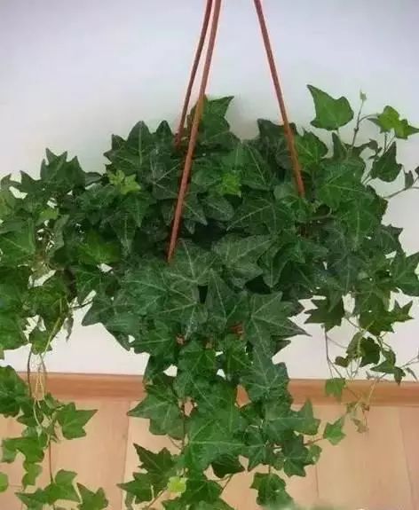 花卉带动致富路_花卉致富种植方案怎么写_花卉种植致富方案