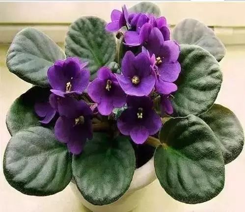 花卉种植致富方案_花卉带动致富路_花卉致富种植方案怎么写