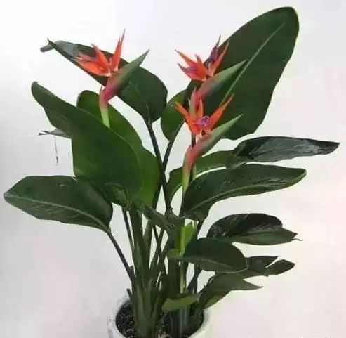 花卉带动致富路_花卉种植致富方案_花卉致富种植方案怎么写