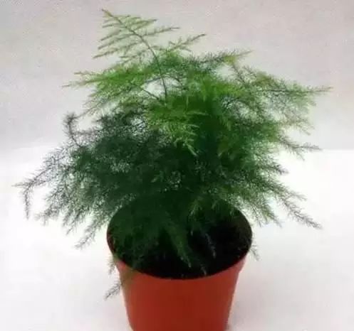 花卉带动致富路_花卉致富种植方案怎么写_花卉种植致富方案