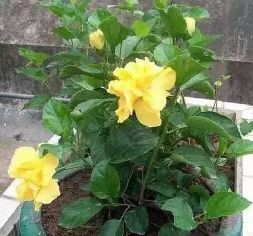 花卉种植致富方案_花卉带动致富路_花卉致富种植方案怎么写