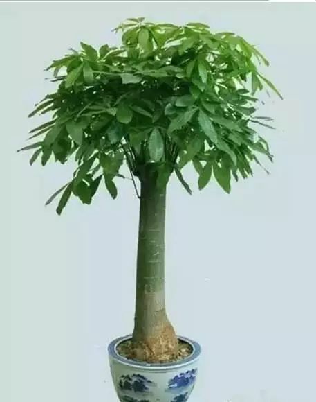 花卉致富种植方案怎么写_花卉种植致富方案_花卉带动致富路