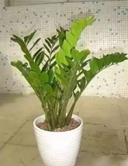 花卉致富种植方案怎么写_花卉种植致富方案_花卉带动致富路