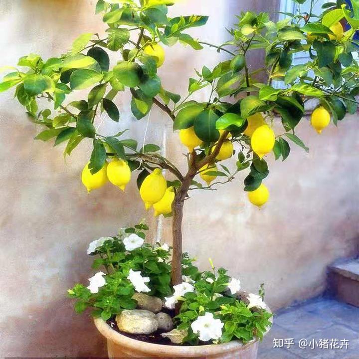 络石盆景养护_络石盆栽_络石盆景养殖技术