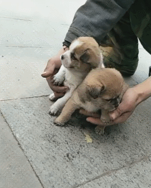 致富经养土狗致富故事_土狗养殖致富新闻_致富经土狗养殖视频