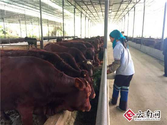 致富种植砂仁视频_种植砂仁的效益如何_种植砂仁致富