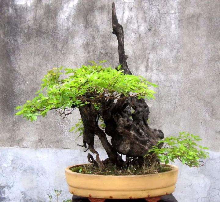 络石盆景养护_络石盆景图片欣赏_络石盆景养殖技术
