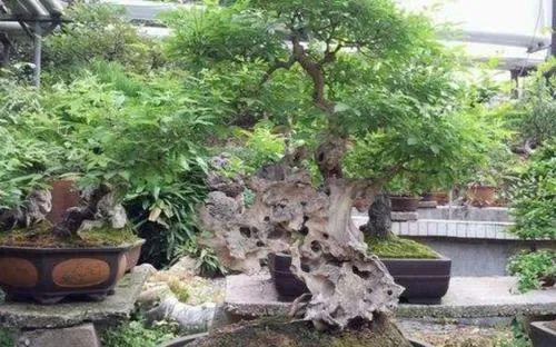 络石盆景图片欣赏_络石盆景养殖技术_络石盆景养护