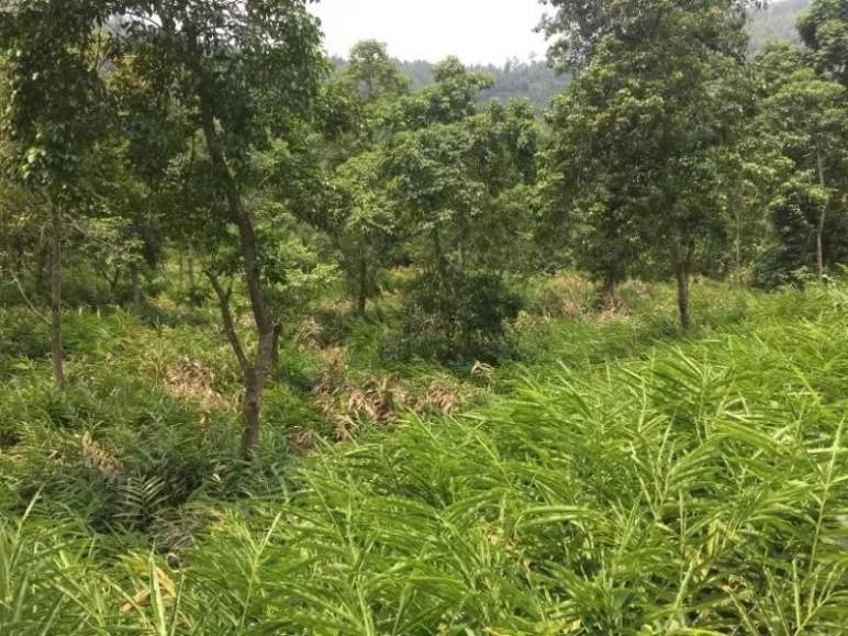 种植砂仁致富_致富种植砂仁图片_种砂仁赚钱吗