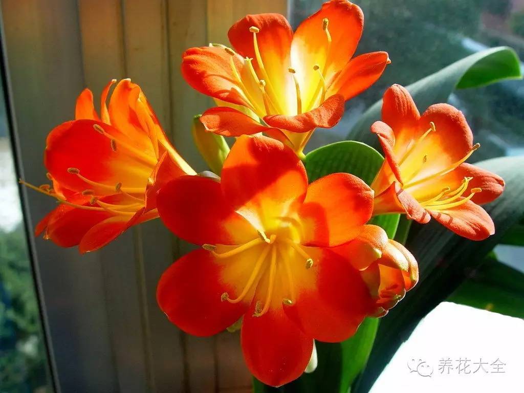 50种常见花卉施肥方法，既识花，又养花