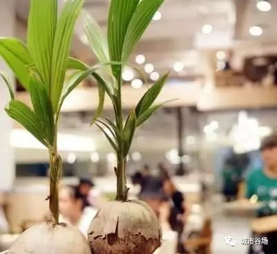 在广州的海南人只吃这家椰子鸡——椰客|大人物