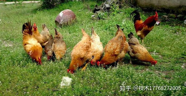 2015年养鸡致富经_致富经养鸡2019_致富经2018年全集视频养鸡