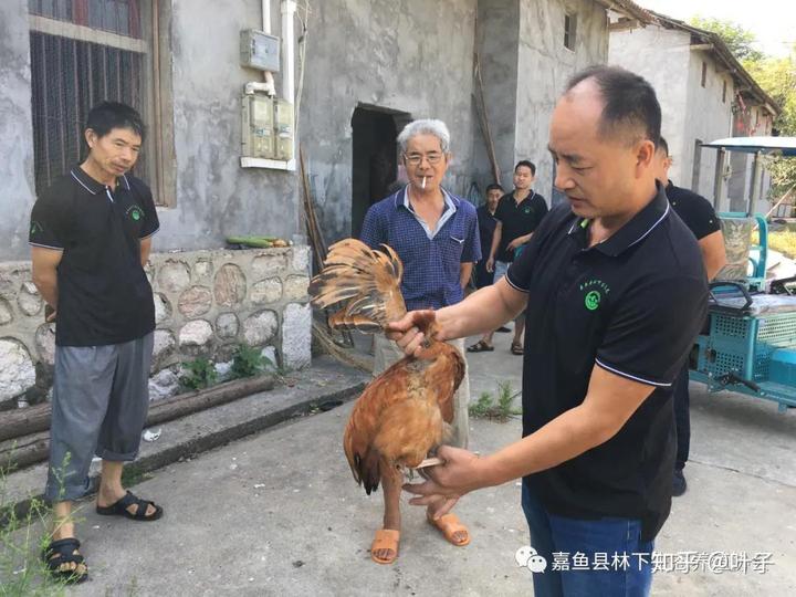 致富经养鸡2019_致富经2018年全集视频养鸡_2015年养鸡致富经