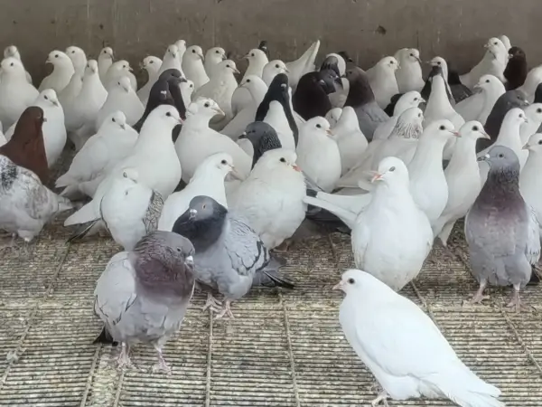 致富鸽子养殖项目怎么样_致富经鸽子养殖_鸽子养殖致富项目