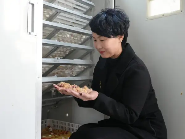 致富鸽子养殖项目怎么样_致富经鸽子养殖_鸽子养殖致富项目