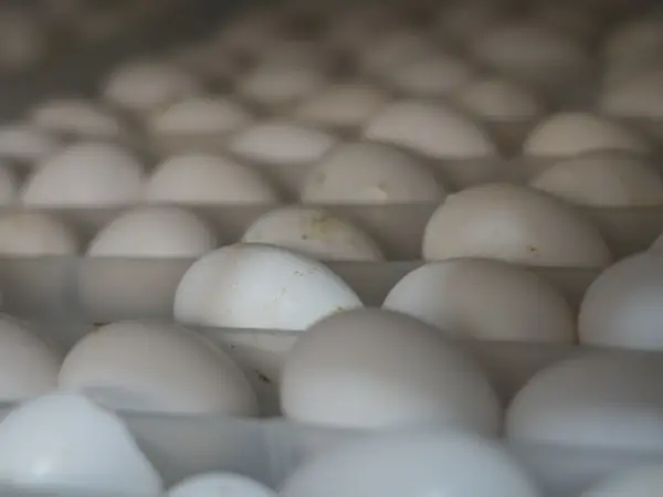 鸽子养殖致富项目_致富鸽子养殖项目怎么样_致富经鸽子养殖
