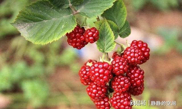 种植紫树莓技术要求_紫树莓种植技术_紫树莓图片大全