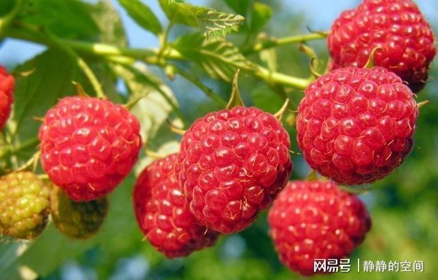 紫树莓图片大全_紫树莓种植技术_种植紫树莓技术要求
