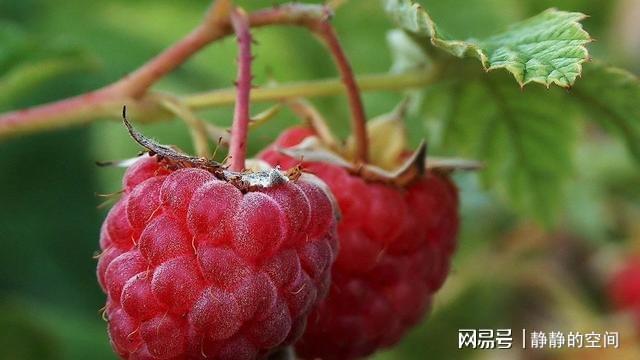 种植紫树莓技术要求_紫树莓图片大全_紫树莓种植技术