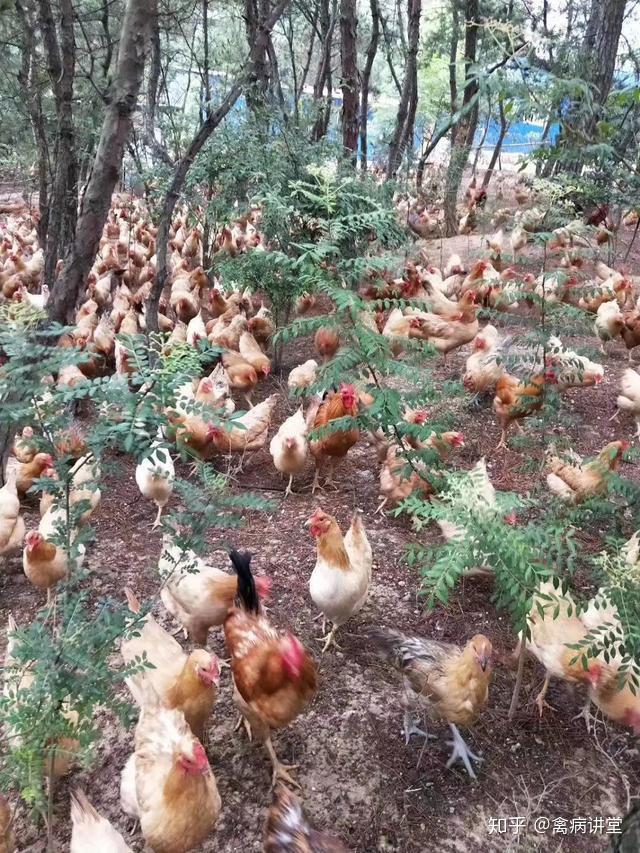 土鸡技术：养鸡达不到80以上成活率，基本就赔钱居多，进来算算账