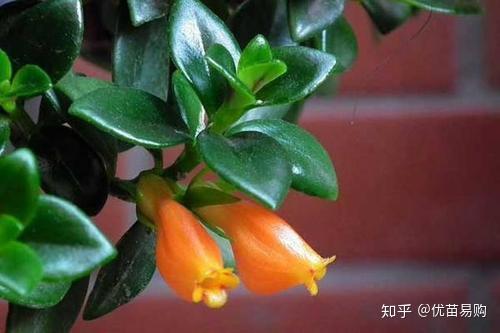 学会养金鱼吊兰的“小技巧”，盆盆挂满“小金鱼”！