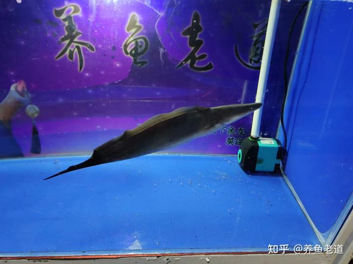 致富经金鱼养殖视频_致富经养金鱼的视频_致富经养殖鱼视频