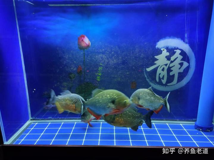 致富经金鱼养殖视频_致富经养殖鱼视频_致富经养金鱼的视频
