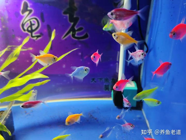 致富经金鱼养殖视频_致富经养殖鱼视频_致富经养金鱼的视频