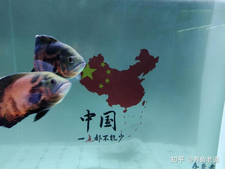 致富经养殖鱼视频_致富经养金鱼的视频_致富经金鱼养殖视频