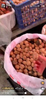 藏香猪养殖技术视频_视频致富养殖藏香猪是真的吗_致富经藏香猪养殖视频