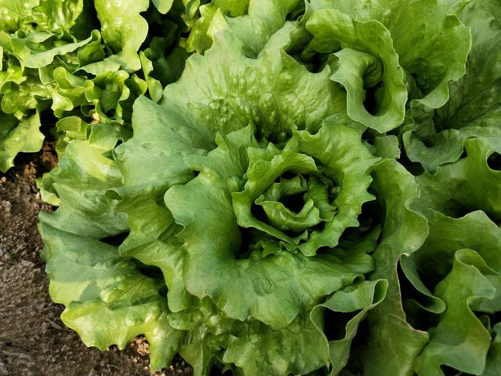 冬天菜心怎么种植技术_菜心冬季可以种植吗_冬季菜心
