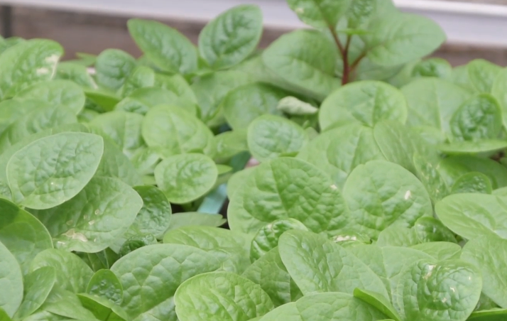 冬天菜心怎么种植技术_菜心冬季可以种植吗_冬季菜心