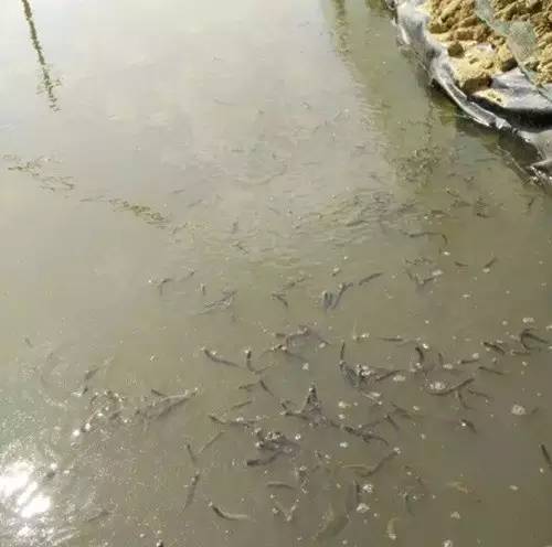 广西家鱼_广西养鱼致富_广西致富经鱼
