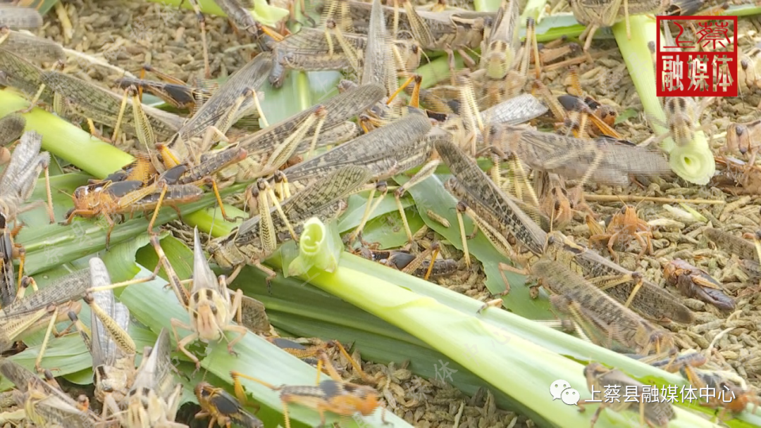 视频养殖蝗虫技术教学_蝗虫养殖技术视频_视频养殖蝗虫技术教程