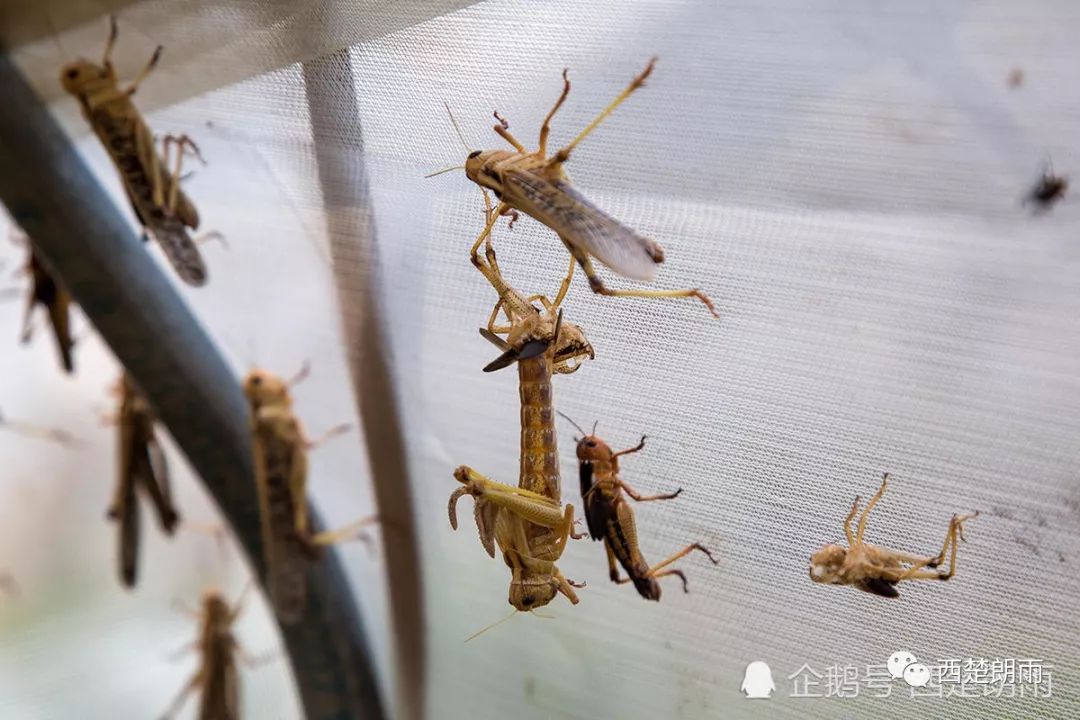 蝗虫养殖技术视频_视频养殖蝗虫技术教程_养殖蝗虫的视频