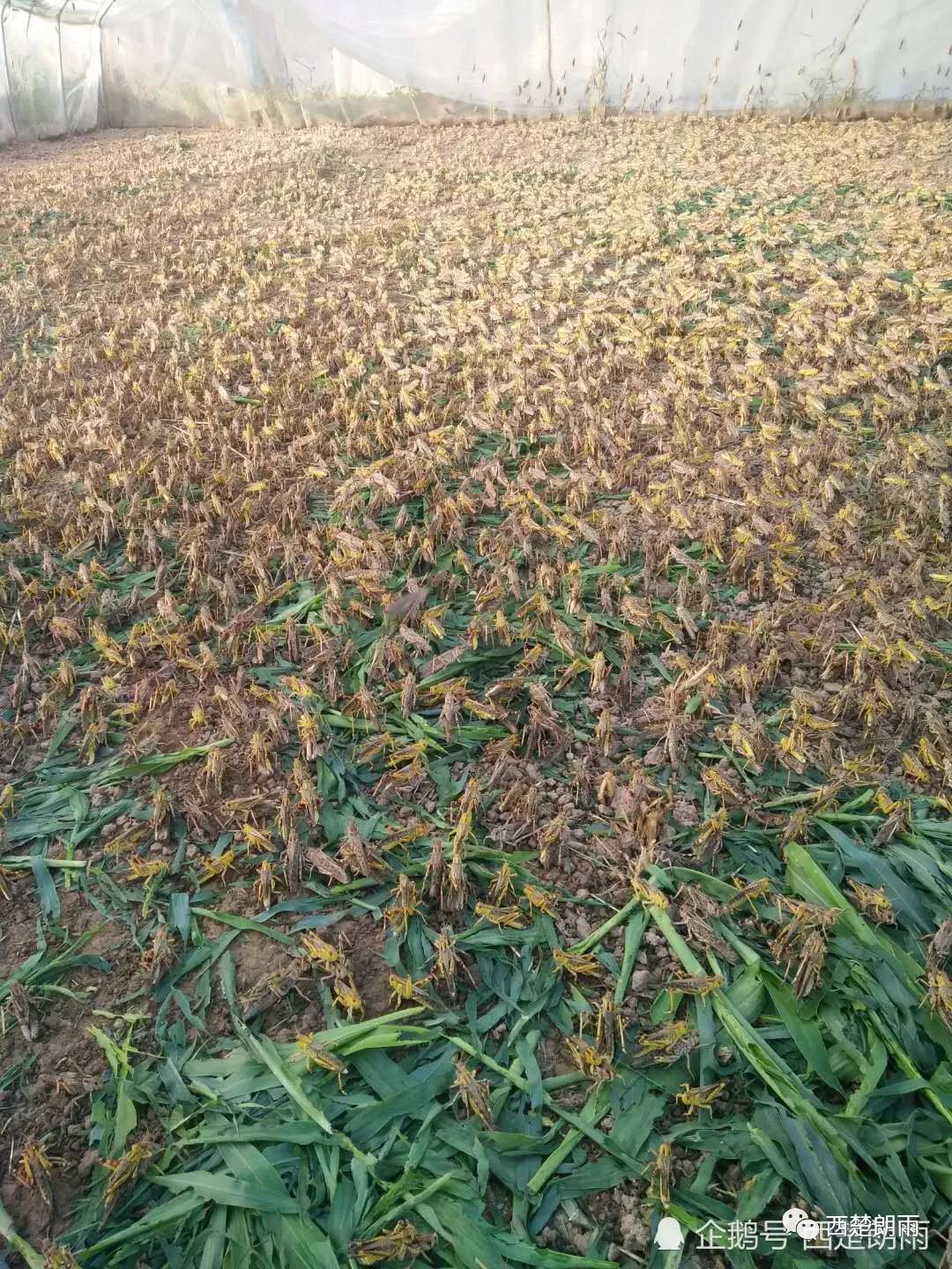 视频养殖蝗虫技术教程_养殖蝗虫的视频_蝗虫养殖技术视频