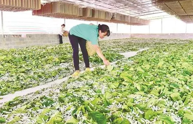 蚕养殖技术与管理_蚕养殖技术致富经_.蚕养殖技术
