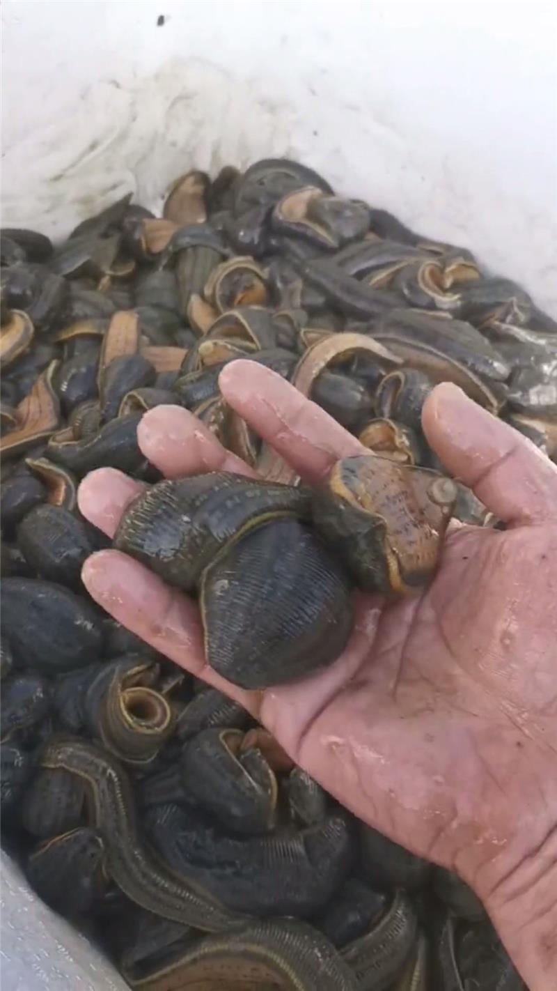 人工养水蛭存活率是多少_人工水蛭养殖技术视频_水蛭人工养殖的饲养与管理