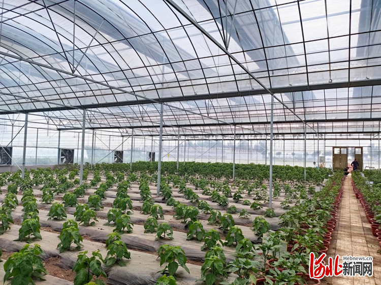 致富辣椒种植机构电话_致富辣椒种植机构有哪些_辣椒种植致富机构