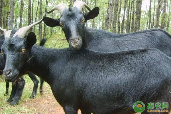 黑山羊种养价格