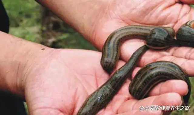 蚂蝗养殖技术及饲料选择：让你轻松掌握养殖要领