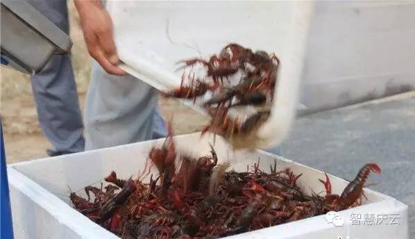 致富经1000对龙虾_小龙虾致富_致富经小龙虾养殖视频播放