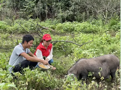 藏香猪养殖视频致富经_致富经藏香猪养殖视频_视频致富养殖藏香猪骗局