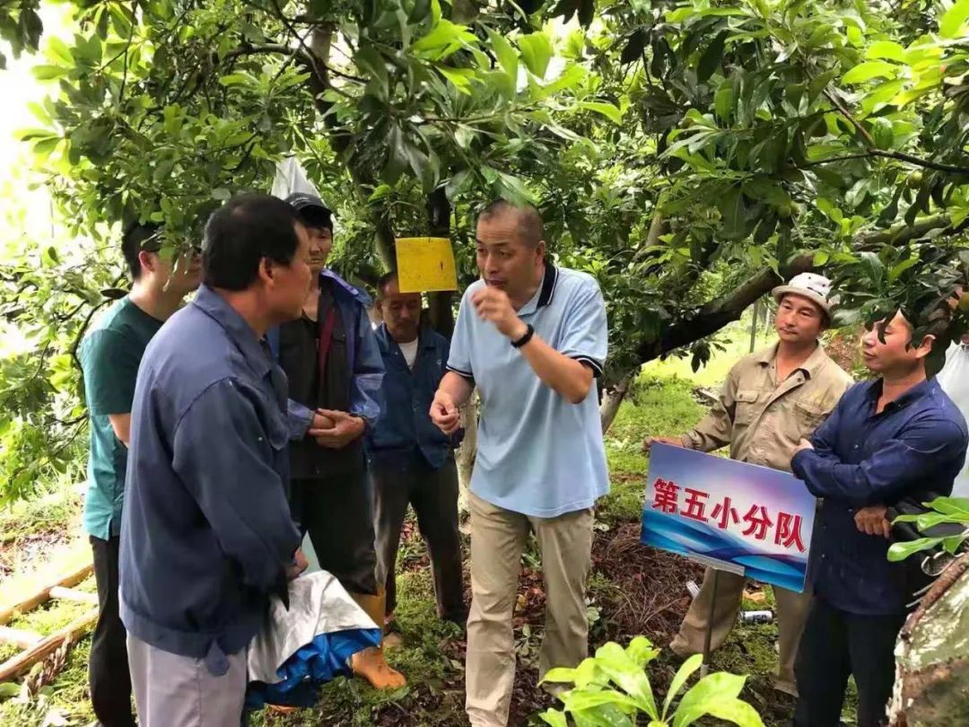 软枣子种植技术_软枣种植技术视频_致富经种软枣