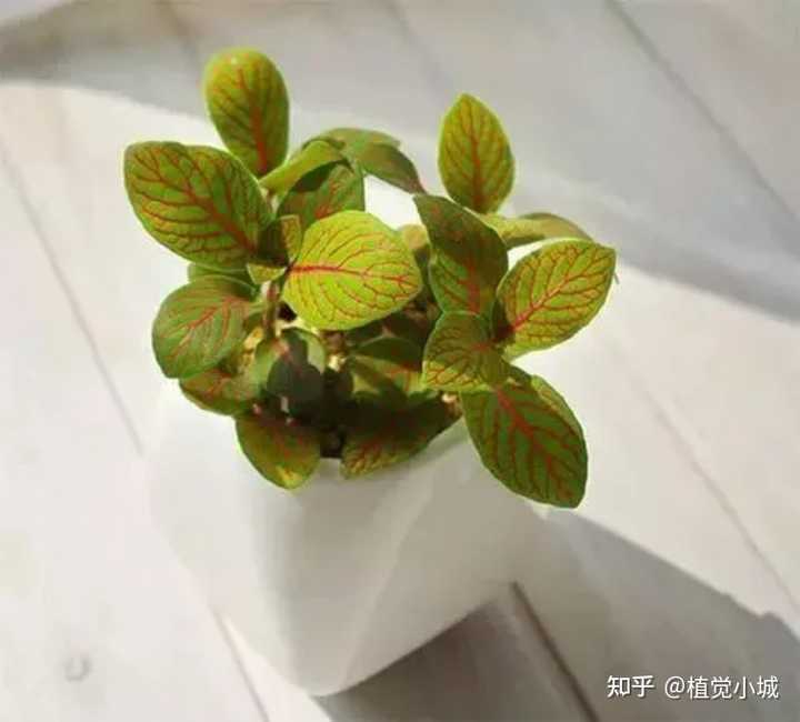 养殖凤仙花技术要求_凤仙花养植_凤仙花养殖技术