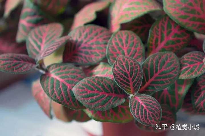 养殖凤仙花技术要求_凤仙花养殖技术_凤仙花养植