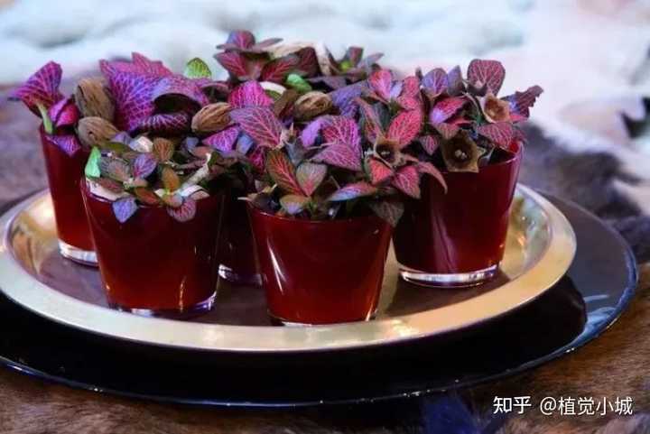 养殖凤仙花技术要求_凤仙花养殖技术_凤仙花养植