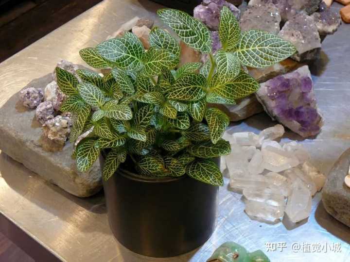 凤仙花养植_凤仙花养殖技术_养殖凤仙花技术要求