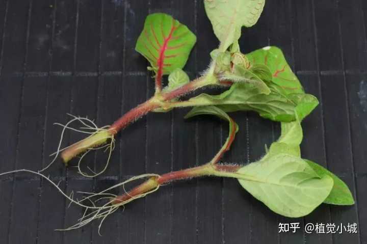 养殖凤仙花技术要求_凤仙花养殖技术_凤仙花养植